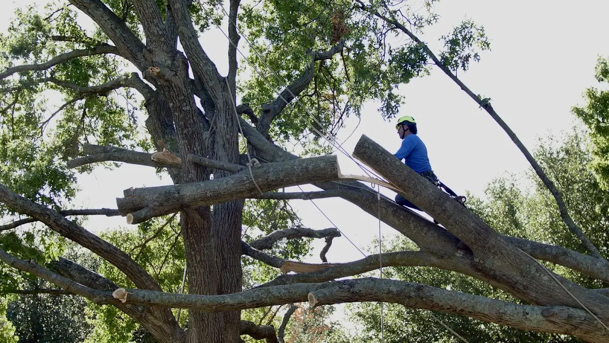 Professional Crown Thinning performed by certified arborists in Lake Harmony