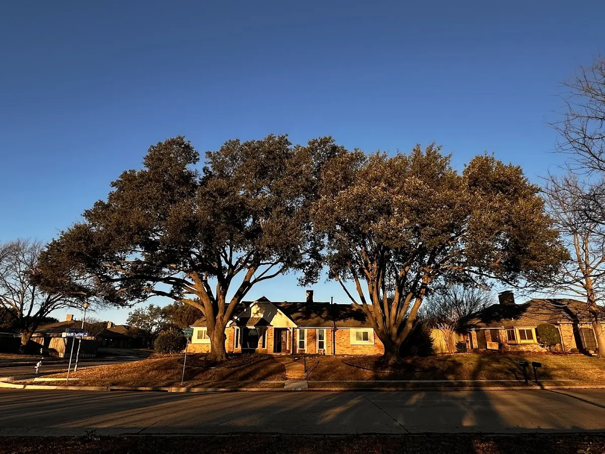 Established residential canopy tree shading a home in Lake Harmony